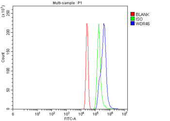WDR46 Antibody