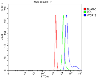 WDR12 Antibody