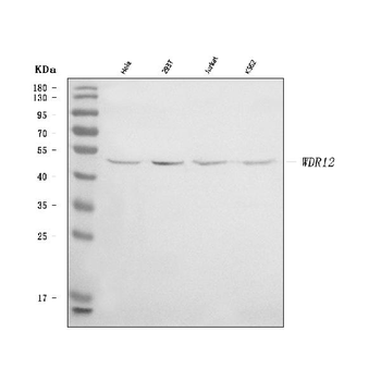Anti-WDR12 Antibody