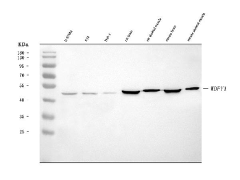 Anti-FENS1/WDFY1 Antibody