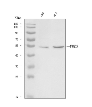 Anti-VRK2 Antibody