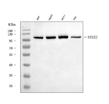 Anti-VPS53 Antibody