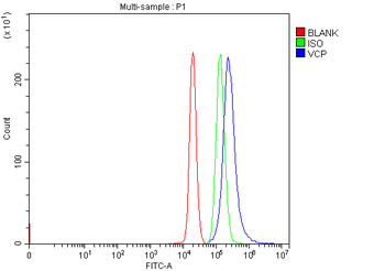 Anti-VCP Antibody