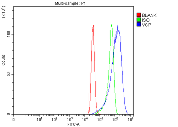 Anti-VCP Antibody