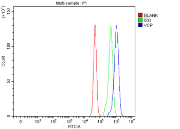 Anti-VCP Antibody