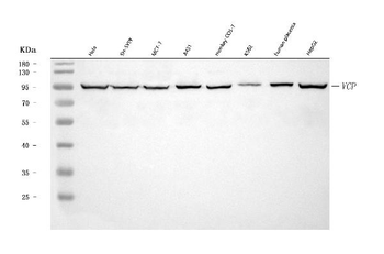 Anti-VCP Antibody