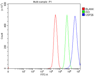 Anti-USP26 Antibody