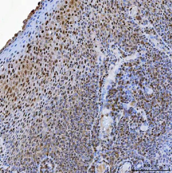 Anti-USP26 Antibody