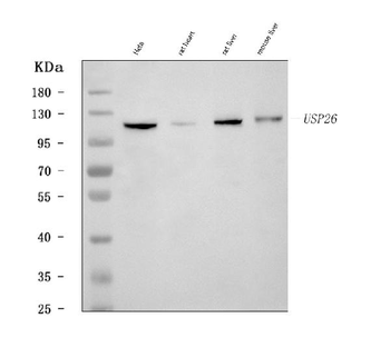 Anti-USP26 Antibody