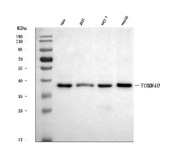 Anti-TOMM40 Antibody