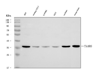 Anti-TAAR6 Antibody