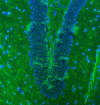 Anti-EAAT1/SLC1A3 Antibody