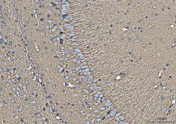 Anti-EAAT1/SLC1A3 Antibody