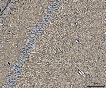 Anti-EAAT1/SLC1A3 Antibody
