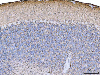 Anti-EAAT1/SLC1A3 Antibody