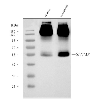 Anti-EAAT1/SLC1A3 Antibody