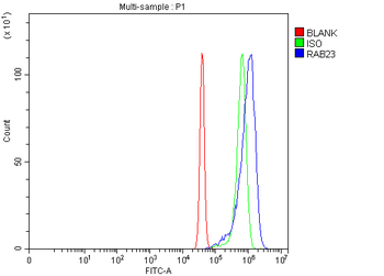 Anti-RAB23 Antibody
