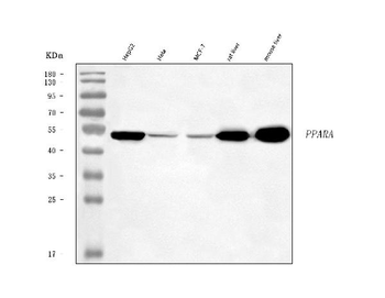 Anti-PPAR alpha/PPARA Antibody