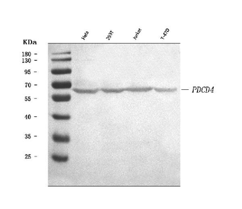 PDCD4 Antibody