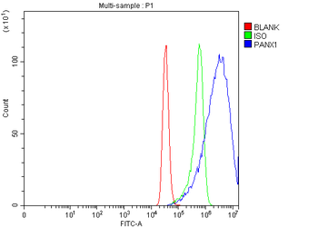 Pannexin 1/PANX1 Antibody