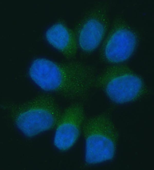 Anti-Pannexin 1/PANX1 Antibody