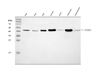 Anti-Pannexin 1/PANX1 Antibody