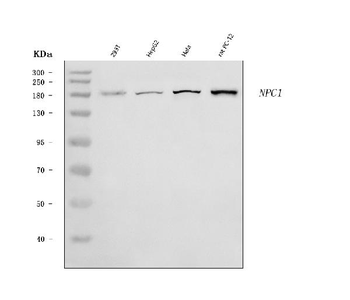 Anti-Niemann Pick C1/NPC1 Antibody