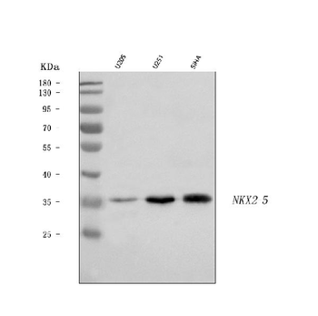 Anti-Nkx2.5/NKX2-5 Antibody