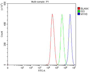 Anti-heavy chain Myosin/MYH3 Antibody