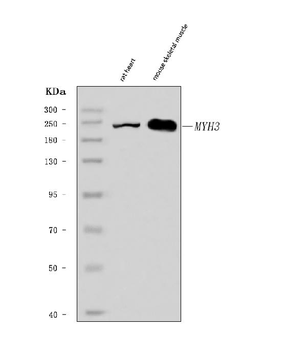 heavy chain Myosin/MYH3 Antibody