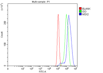 Hox8/MSX2 Antibody