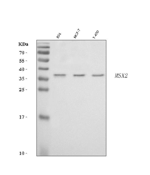 Hox8/MSX2 Antibody