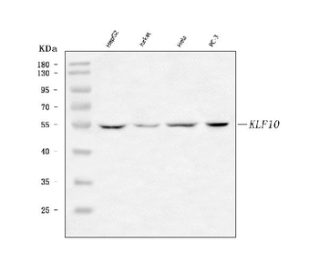 Anti-KLF10 Antibody