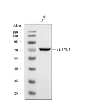 Anti-ST2/IL1RL1 Antibody