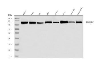 Anti-hnRNP U/p120/HNRNPU Antibody