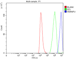 Anti-hnRNP U/p120/HNRNPU Antibody
