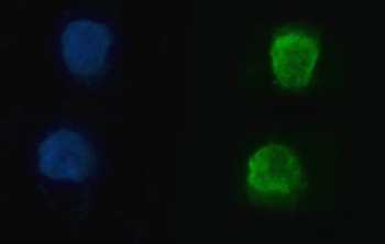 hnRNP U/p120/HNRNPU Antibody