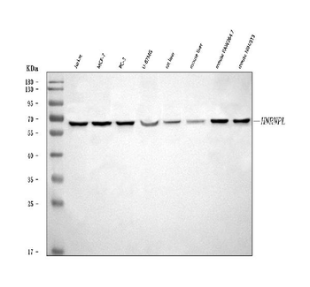 Anti-hnRNP L/HNRNPL Antibody