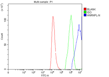 Anti-hnRNP L/HNRNPL Antibody