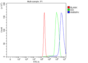 Anti-hnRNP K/HNRNPK Antibody