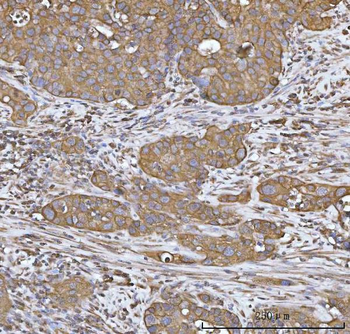 Anti-Heme oxygenase 2/HMOX2 Antibody