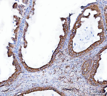 Anti-Heme oxygenase 2/HMOX2 Antibody