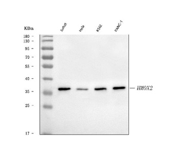 Heme oxygenase 2/HMOX2 Antibody