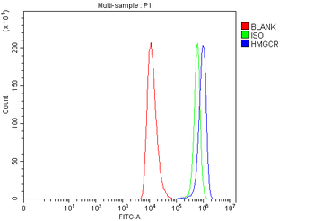 Anti-HMGCR Antibody