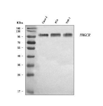 Anti-HMGCR Antibody