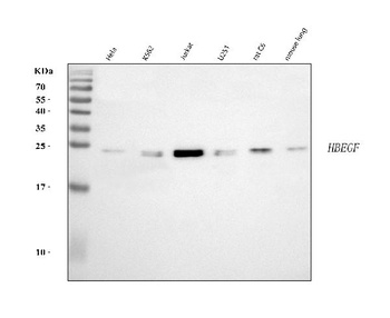 DTR/HBEGF Antibody