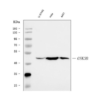 GSK3 beta/GSK3B Antibody