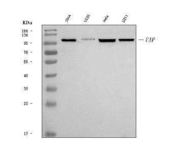 Anti-Fibroblast activation protein, alpha/FAP Antibody