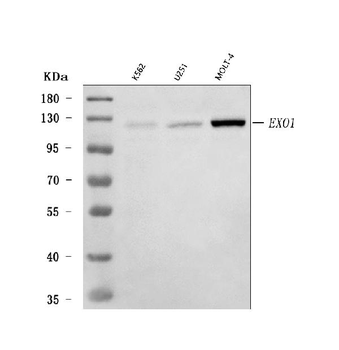 Anti-Exonuclease 1/EXO1 Antibody