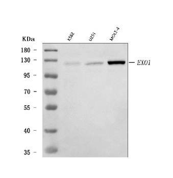 Exonuclease 1/EXO1 Antibody